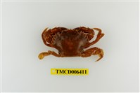 藏品(日本蟳)的圖片